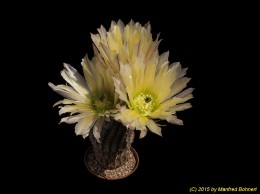 Echinocereus pectinatus Niess072 631